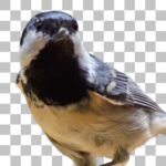 ヒガラ Coal Tit