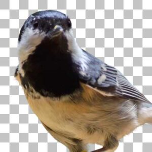 ヒガラ Coal Tit