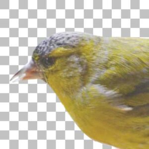 マヒワ Eurasian Siskin