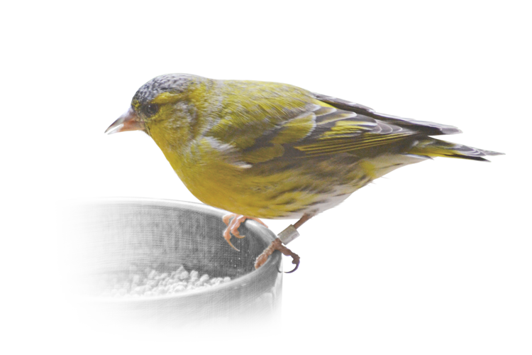 マヒワ Eurasian Siskin