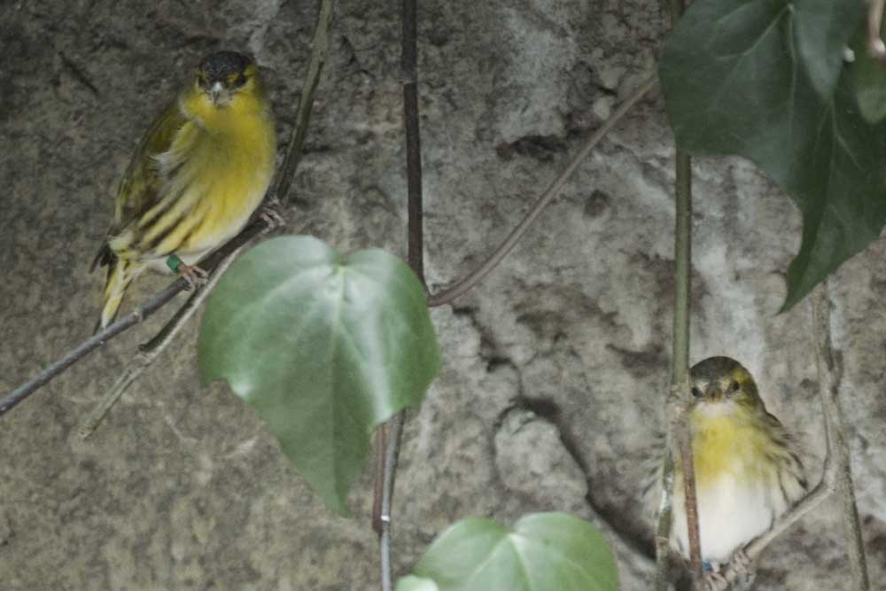 マヒワ Eurasian Siskin