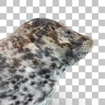 ゼニガタアザラシ Harbor Seal