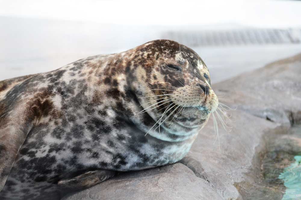 ゼニガタアザラシ Harbor Seal