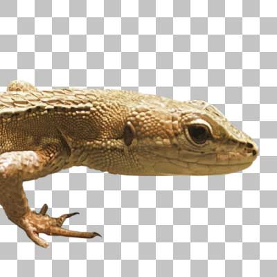 ニホンカナヘビ Japanese Grass Lizard