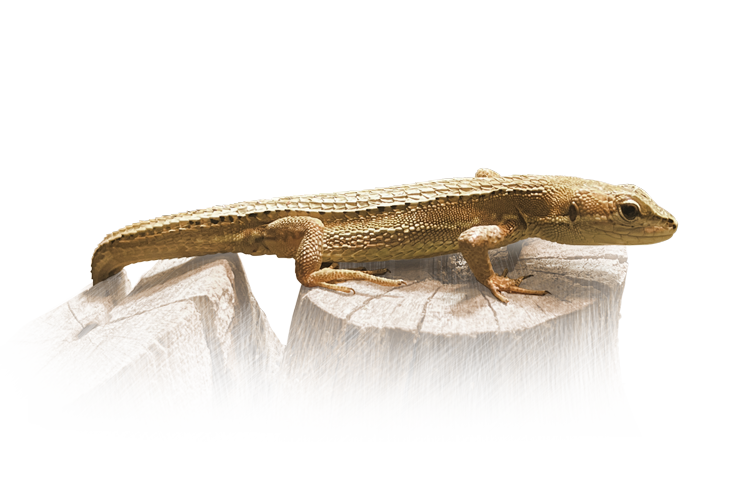 ニホンカナヘビ Japanese Grass Lizard