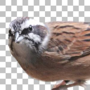 ホオジロ Meadow Bunting