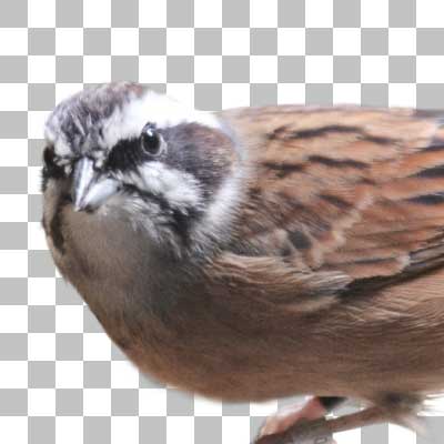 ホオジロ Meadow Bunting