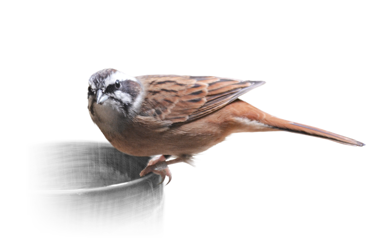ホオジロ Meadow Bunting