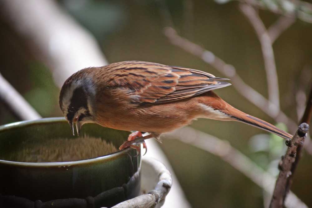 ホオジロ Meadow Bunting