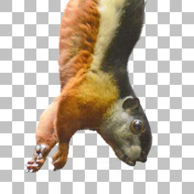 ミケリス Prevost’s Squirrel