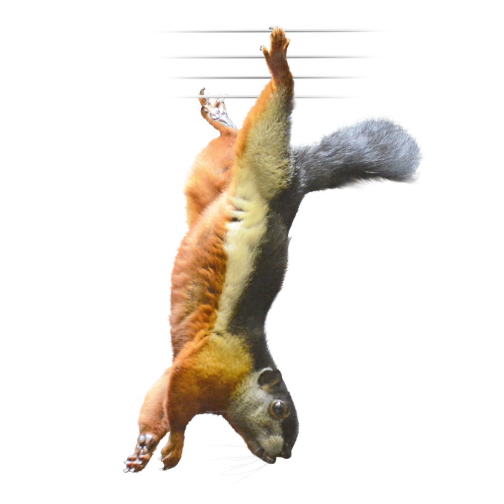ミケリス Prevost's Squirrel