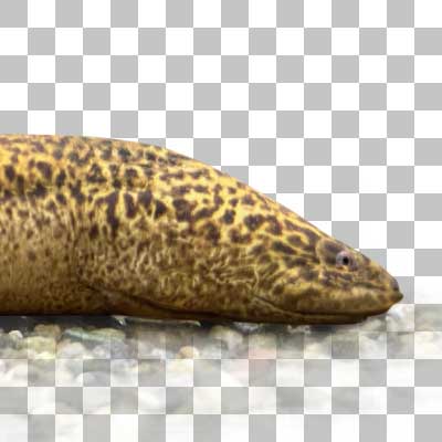 タウナギ Swamp Eel