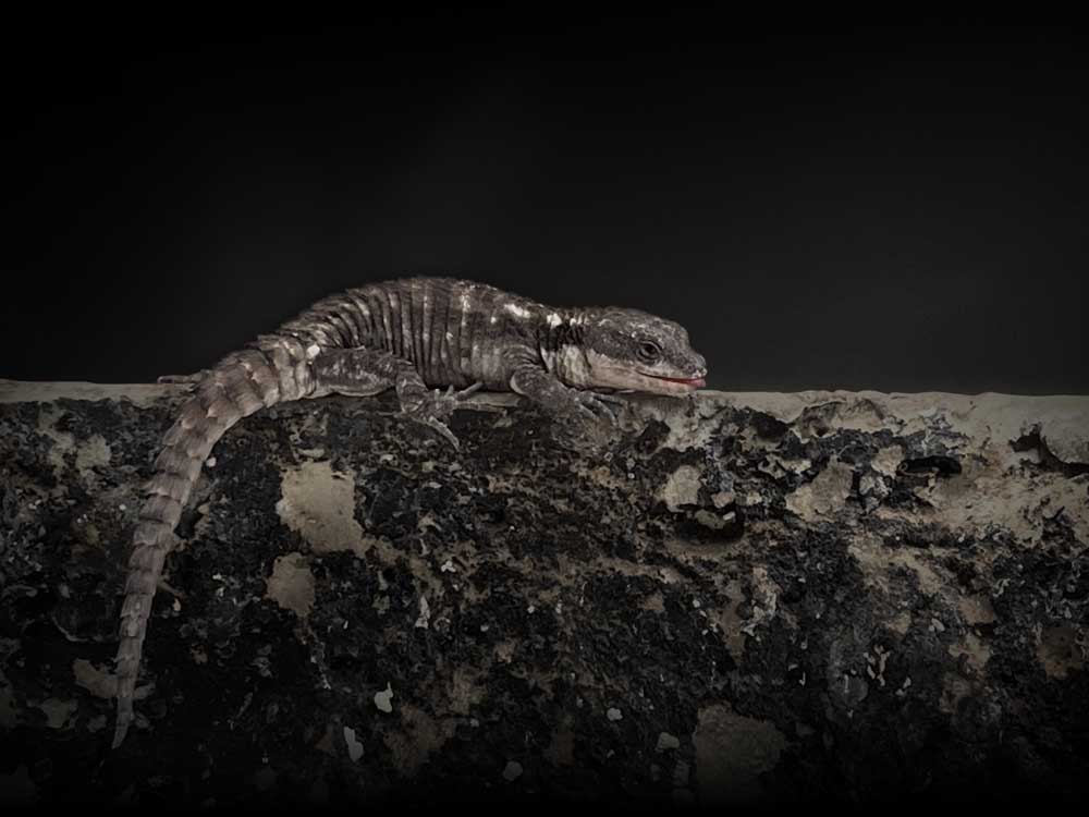 ヒナタヨロイトカゲ Tropical Girdled Lizard