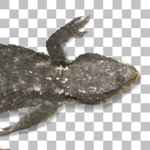 ヒナタヨロイトカゲ Tropical Girdled Lizard