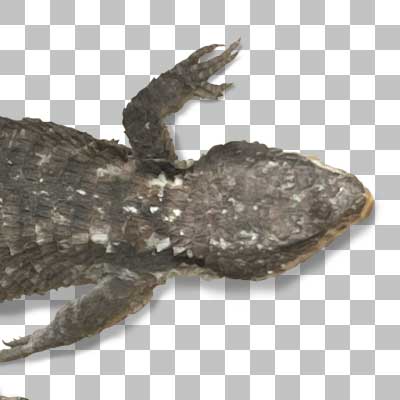 ヒナタヨロイトカゲ Tropical Girdled Lizard