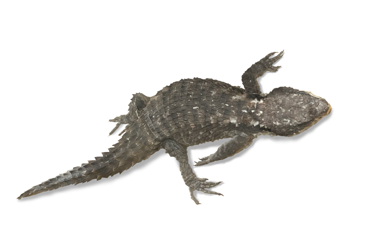 ヒナタヨロイトカゲ Tropical Girdled Lizard