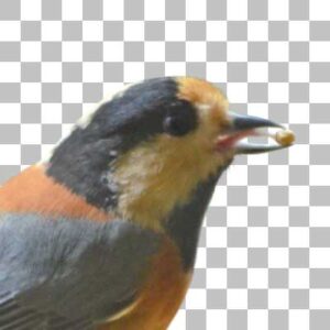 ヤマガラ Varied Tit