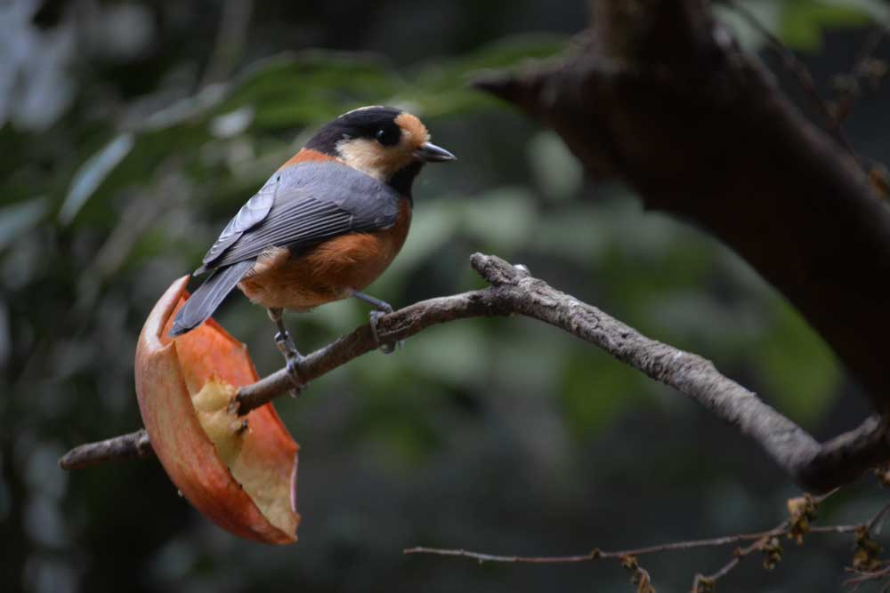 ヤマガラ Varied Tit