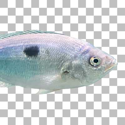 ブロッチドピカレル Blotched Picarel