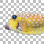 ハコフグ Bluespotted Boxfish
