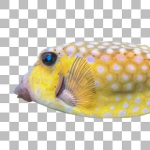 ハコフグ Bluespotted Boxfish