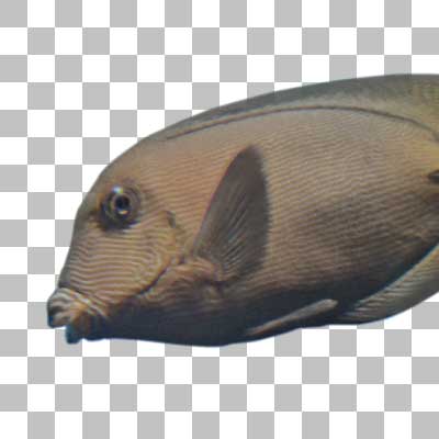 メイキュウサザナミハギ Chevron Tang