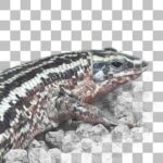 ヨスジオビトカゲ Four-lined Girdled Lizard