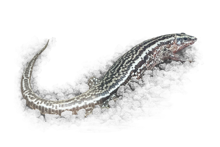 ヨスジオビトカゲ Four-lined Girdled Lizard