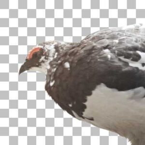 ライチョウ Rock Ptarmigan