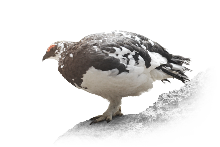 ライチョウ Rock Ptarmigan