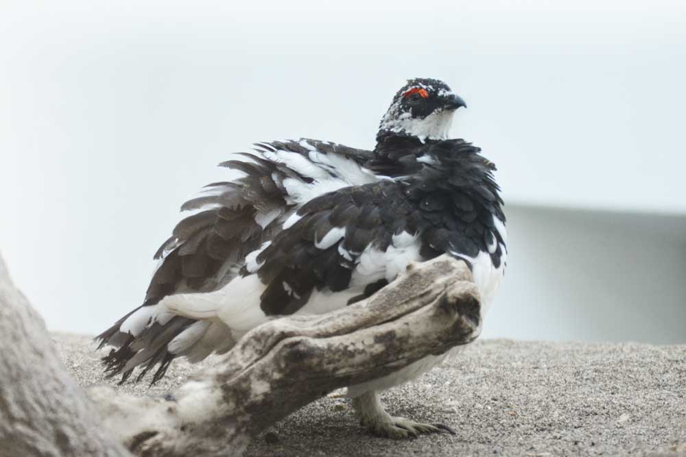 ライチョウ Rock Ptarmigan