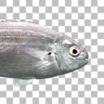 サレマ Salema Porgy