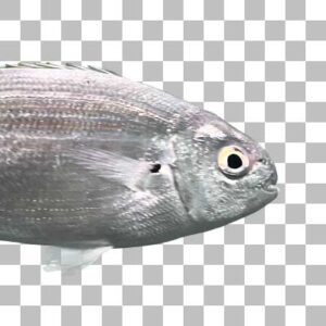 サレマ Salema Porgy
