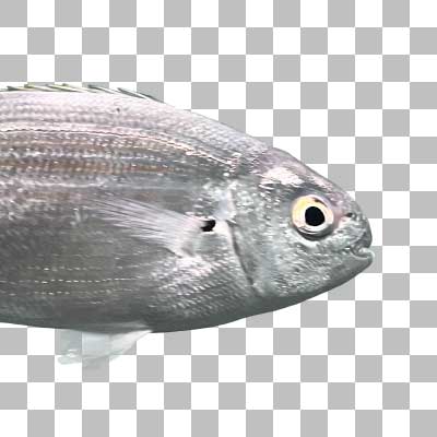 サレマ Salema Porgy