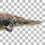 アリゲーターガー Alligator Gar