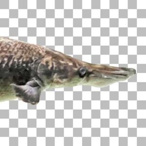 アリゲーターガー Alligator Gar