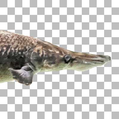 アリゲーターガー Alligator Gar