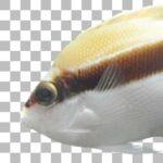 バンディットエンゼルフィッシュ Banded Angelfish