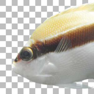 バンディットエンゼルフィッシュ Banded Angelfish