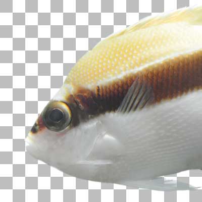 バンディットエンゼルフィッシュ Banded Angelfish