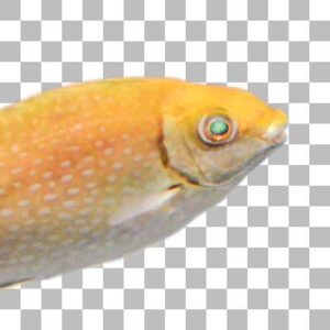 アイゴ Mottled Spinefoot