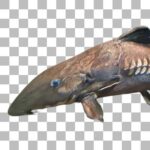 オキシドラス Ripsaw Catfish