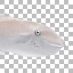 ウスバハギ Unicorn Leatherjacket