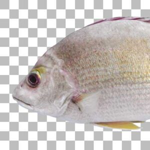 オキフエダイ Blacktail Snapper