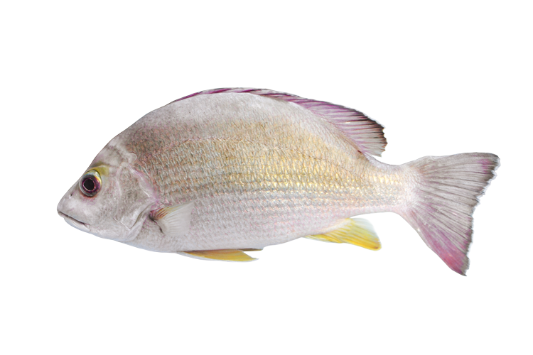 オキフエダイ Blacktail Snapper