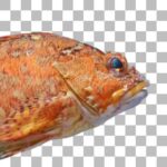 カサゴ False Kelpfish