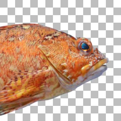 カサゴ False Kelpfish