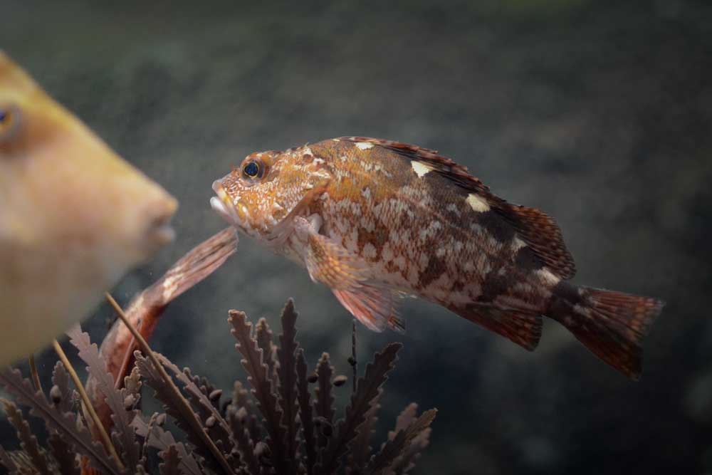 カサゴ False Kelpfish
