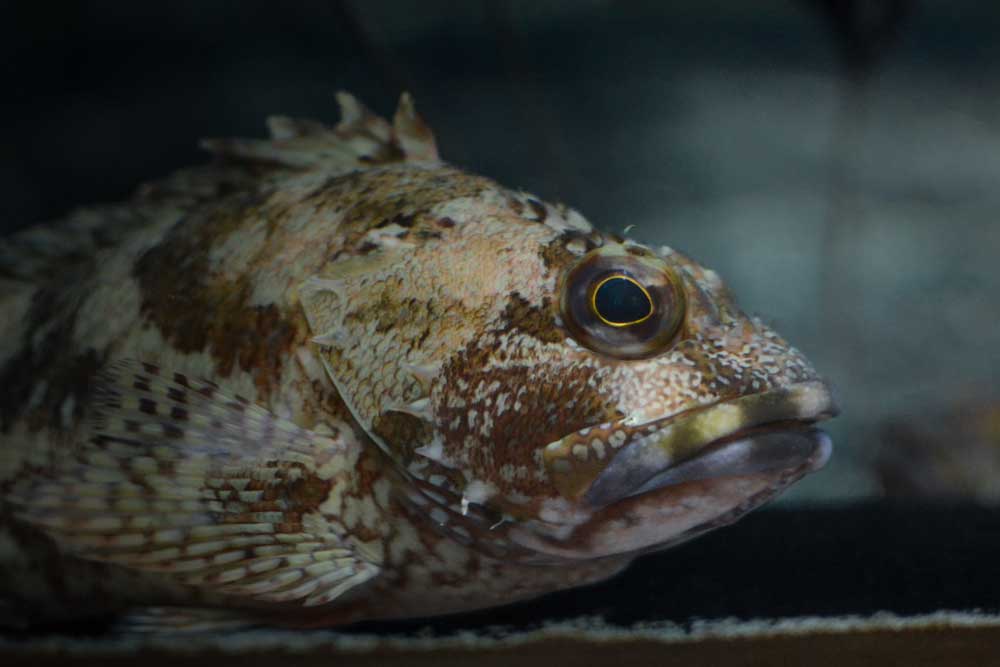 カサゴ False Kelpfish