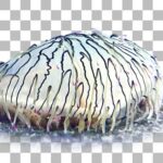 ハナガサクラゲ Flower Hat Jelly